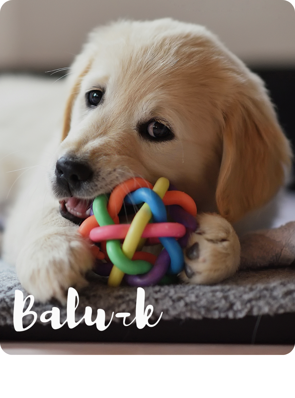 Balu-k Mascotas